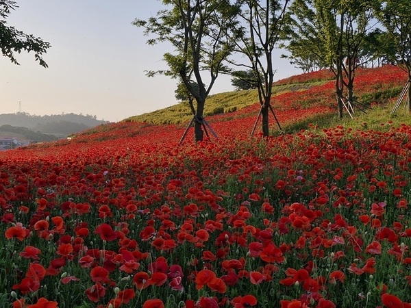 맨드라미 섬에 활짝 핀 꽃양귀비..