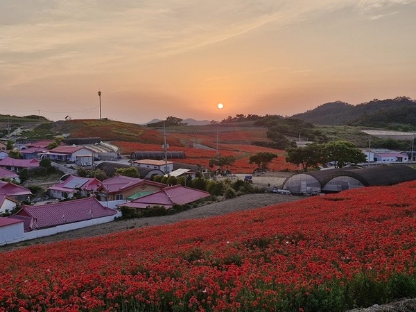 맨드라미 섬에 활짝 핀 꽃양귀비..