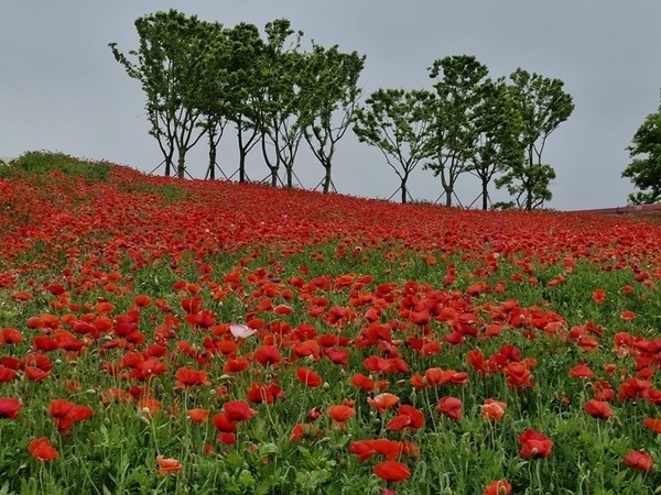 맨드라미 섬에 활짝 핀 꽃양귀비..