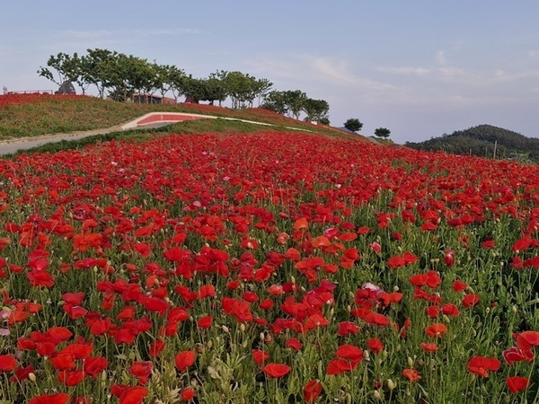 맨드라미 섬에 활짝 핀 꽃양귀비..