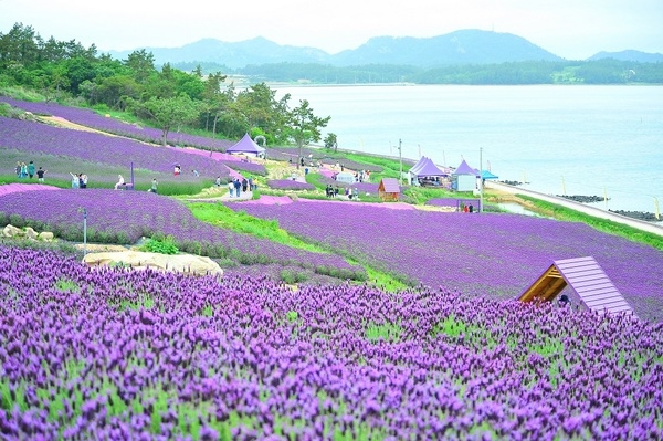 ‘유엔(UN)’ 인정 최우수 관광마을 퍼플섬!!!..