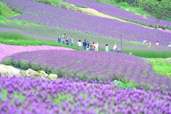 ‘유엔(UN)’ 인정 최우수 관광마을 퍼플섬!!!..