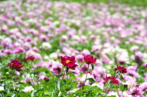 신안 옥도서 첫 작약 꽃축제 열려..