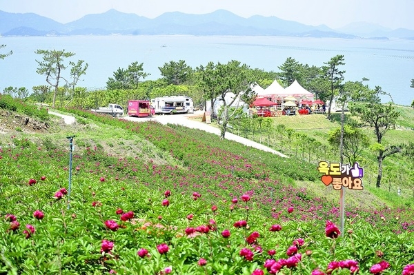 신안 옥도서 첫 작약 꽃축제 열려..