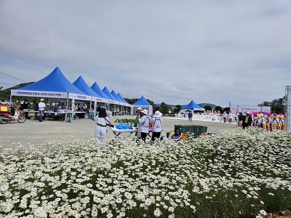 제1회 섬 샤스타데이지 꽃 축제! 성황리 마무리..