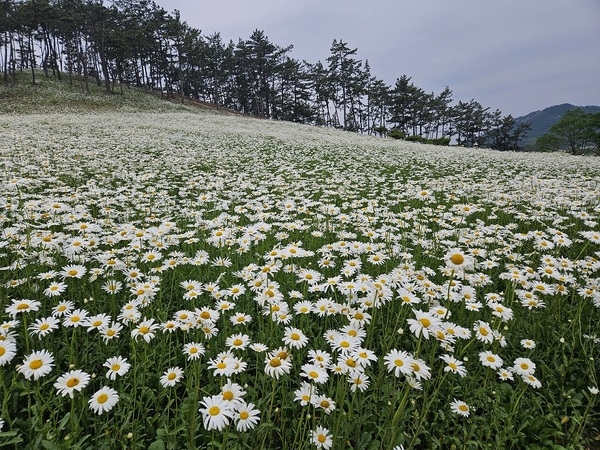 제1회 섬 샤스타데이지 꽃 축제! 성황리 마무리..