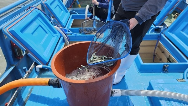 쥐노래미 27만 마리 바다로! 다이아몬드 해역‘바다낚시 메카’ 시동..