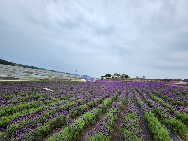 퍼플섬! 라벤더 보러 전국에서 인산인해..