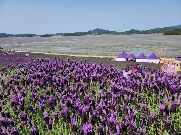 퍼플섬! 라벤더 보러 전국에서 인산인해..