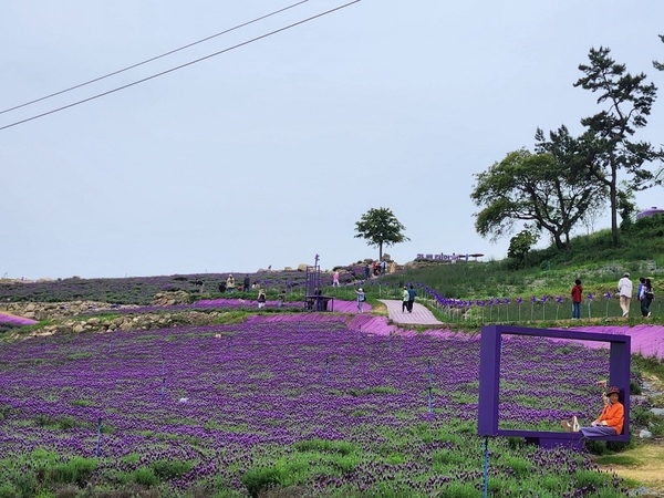 퍼플섬! 라벤더 보러 전국에서 인산인해..