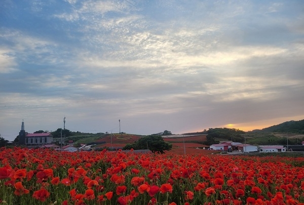 병풍도 꽃양귀비 홍보축제 성료..'섬과 바다 힐링의 섬 꽃양귀비 물결이 황홀한 병풍도' 2