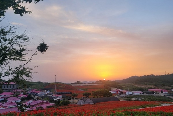 병풍도 꽃양귀비 홍보축제 성료..'섬과 바다 힐링의 섬 꽃양귀비 물결이 황홀한 병풍도' 3