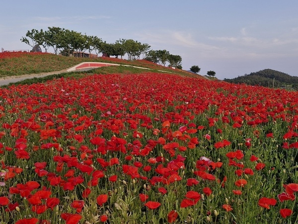 병풍도 꽃양귀비 홍보축제 성료..'섬과 바다 힐링의 섬 꽃양귀비 물결이 황홀한 병풍도' 1