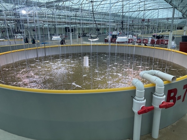 신안군 새우양식장, 4억 마리 종자 입식 완료 2