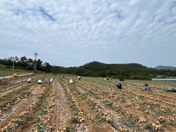 신안군 장산면, 목포시 북항동과 ‘무더위 속 농번기’ 함께 극복..