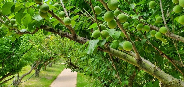 신안 홍매화, 축제 넘어 여름 매실로…'주민과 빚어내는 ‘사계절 정원’의 이야기' 2