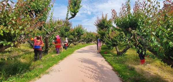 신안 홍매화, 축제 넘어 여름 매실로…'주민과 빚어내는 ‘사계절 정원’의 이야기' 3