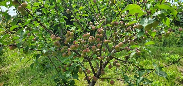 신안 홍매화, 축제 넘어 여름 매실로…'주민과 빚어내는 ‘사계절 정원’의 이야기' 4