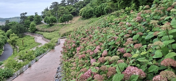 단순한 꽃축제 아닌 예술과의 조우 신안 ‘섬 수국축제’ 개최..
