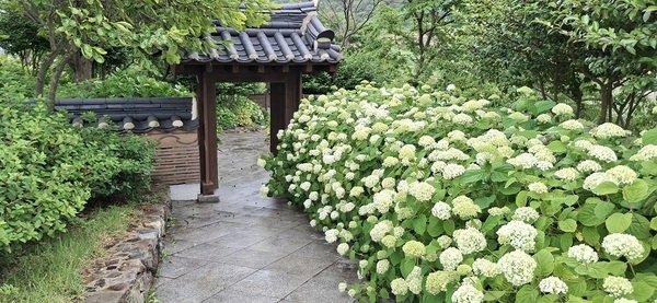 단순한 꽃축제 아닌 예술과의 조우 신안 ‘섬 수국축제’ 개최..