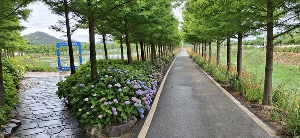 단순한 꽃축제 아닌 예술과의 조우 신안 ‘섬 수국축제’ 개최..