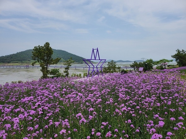퍼플섬에 활짝 핀 버들마편초!!!..'보랏빛 향기!! 오감을 자극하는 퍼플섬!!' 2