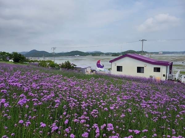 퍼플섬에 활짝 핀 버들마편초!!!..'보랏빛 향기!! 오감을 자극하는 퍼플섬!!' 3