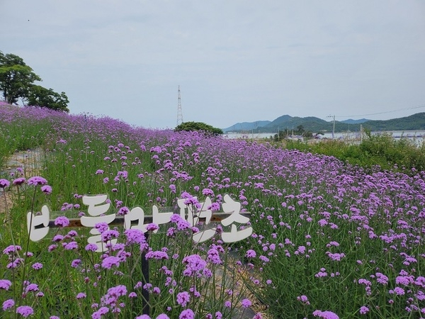 퍼플섬에 활짝 핀 버들마편초!!!..'보랏빛 향기!! 오감을 자극하는 퍼플섬!!' 1