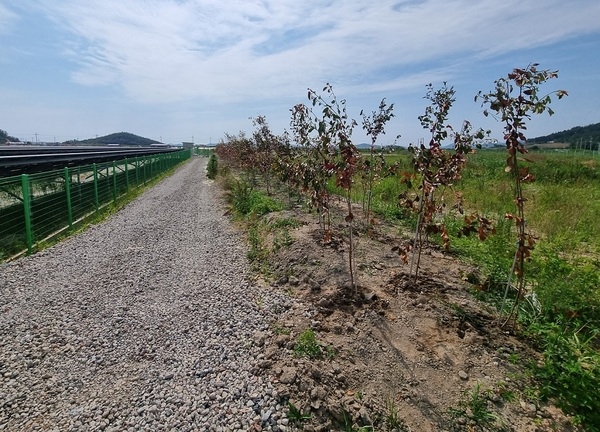 신안군, 차폐식재 예치제도 도입으로 ‘지속가능한 녹색경관’ 조성 2