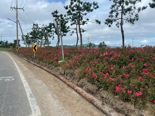 신안군, 차폐식재 예치제도 도입으로 ‘지속가능한 녹색경관’ 조성 3