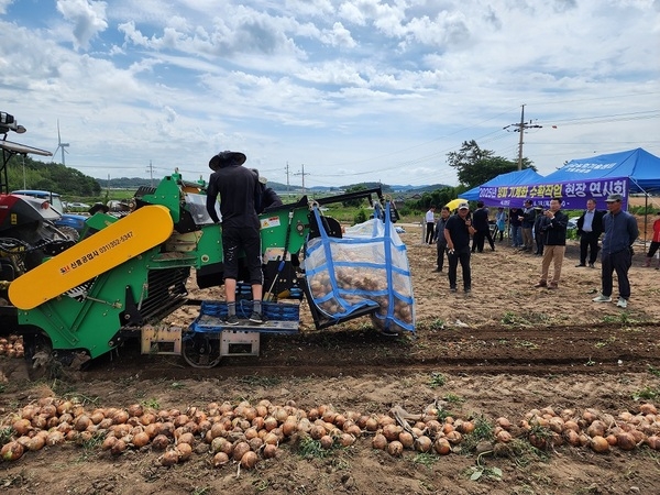 신안군, 양파 기계 수확 현장 연시..'양파 수확, 이제 기계화로 시간·비용 대폭 절감' 2