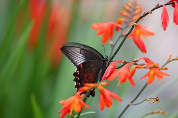‘4천만 송이 크로코스미아 꽃으로 여름을 수 놓다!’..'꽃보다 아름다운, 오직 당신을 위한 초대' 1