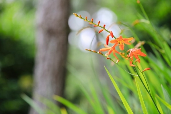 ‘4천만 송이 크로코스미아 꽃으로 여름을 수 놓다!’..'꽃보다 아름다운, 오직 당신을 위한 초대' 3