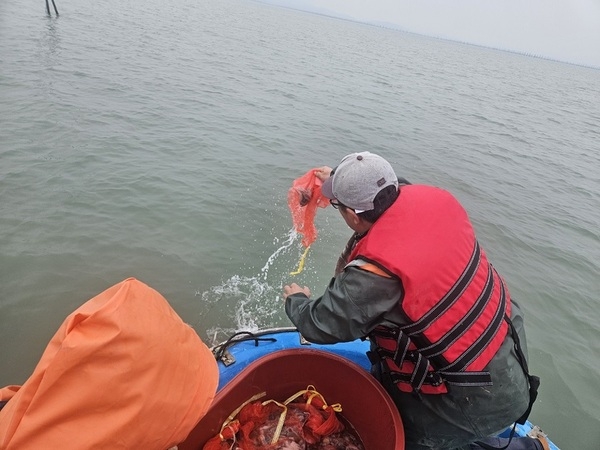 세계유산 신안갯벌의 건강성 증진을 위한 낙지 방류..'갯벌의 최상위 포식자, 낙지 4천 마리 방류, 어민소득증대 기여' 2