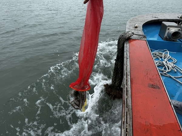세계유산 신안갯벌의 건강성 증진을 위한 낙지 방류..'갯벌의 최상위 포식자, 낙지 4천 마리 방류, 어민소득증대 기여' 3