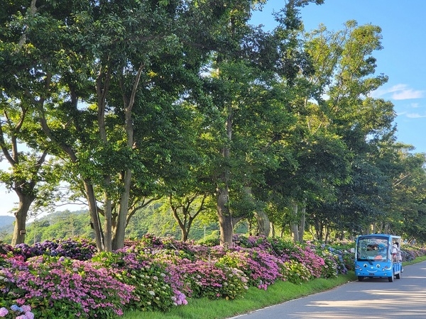 신안군‘섬 수국축제’ 성황리 마무리..