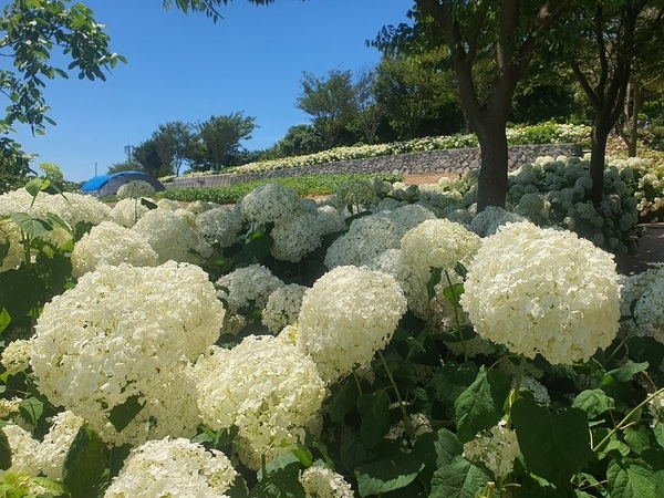 신안군‘섬 수국축제’ 성황리 마무리..