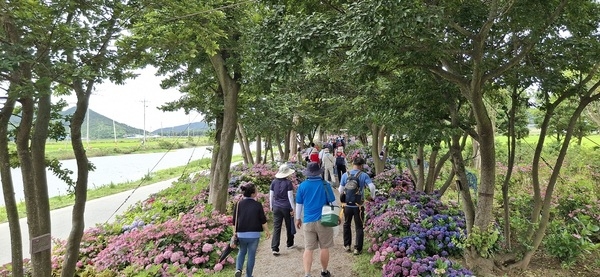 신안군‘섬 수국축제’ 성황리 마무리..
