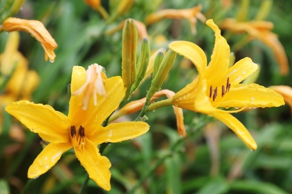 ‘여름과 비와 바람, 노란꽃으로 물들다!’..'섬 홍도에서 열리는 황금빛 여름의 향연' 2