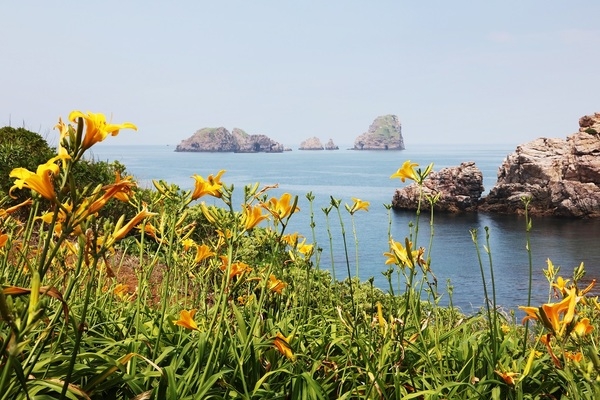 ‘여름과 비와 바람, 노란꽃으로 물들다!’..'섬 홍도에서 열리는 황금빛 여름의 향연' 3
