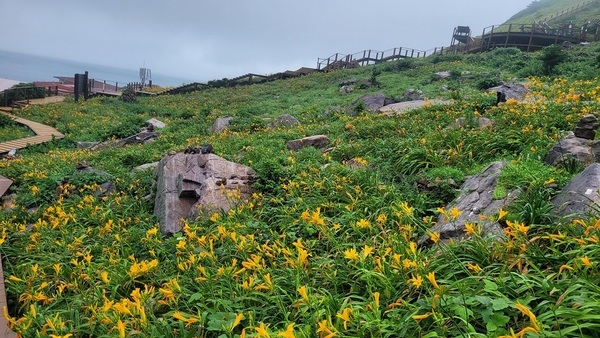 ‘여름과 비와 바람, 노란꽃으로 물들다!’..'섬 홍도에서 열리는 황금빛 여름의 향연' 4
