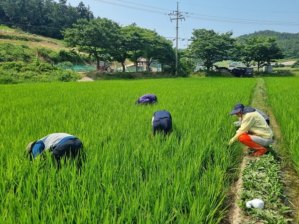 신안군, 벼 병해충 조기 예찰로 선제적 방어 총력..'벼 병해충 중점방제기간(7.14.~8.20.) 설정 및 초기 대응 강화' 1