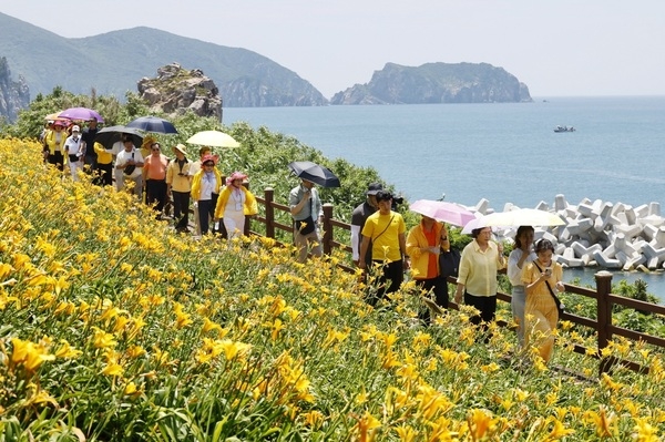 2025 섬 홍도원추리 축제 성황리에 막 내려..