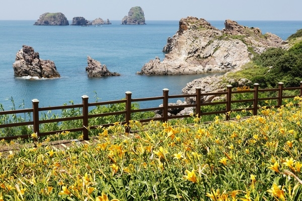 2025 섬 홍도원추리 축제 성황리에 막 내려..