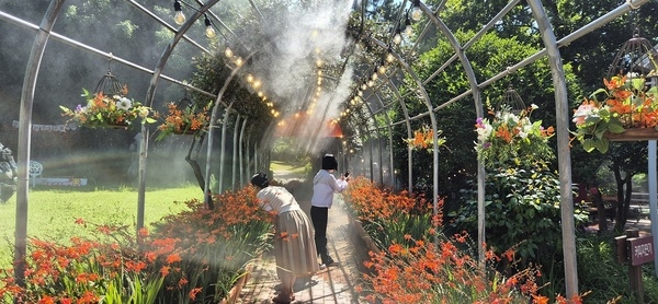 신안군, ‘2025 섬 크로코스미아 꽃 축제’ 성황리에 막 내려..'1004섬 분재정원, 4천만 송이 크로코스미아와 미세 물분사 연출로 몽환적인 분위기 선사'   3