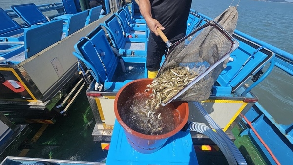 자원은 살리고, 관광은 키운다. 다이아몬드 해역에 조피볼락 35만 마리 방류..'수산자원 회복을 통한 어업인 소득 향상과 낚시 관광 활성화 기대'  2