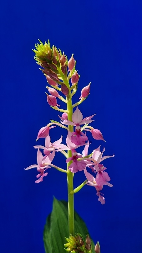 신안군, 여름의 한가운데서 만나는 청초한 난초 ‘여름새우란 특별전시’ 개최..'8월 12일부터 17일까지 압해읍 황해교류박물관에서 열려' 2