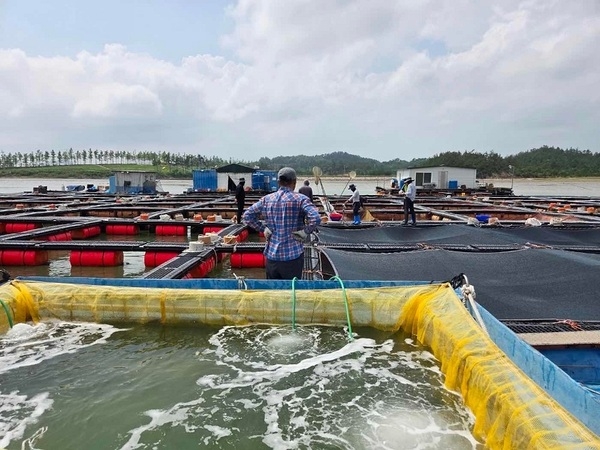 신안군, 고수온 선제 대응, 조피볼락 14만 마리 긴급 방류..'피해 최소화와 수산자원 증대 등 ‘일석이조’ 효과 기대' 2