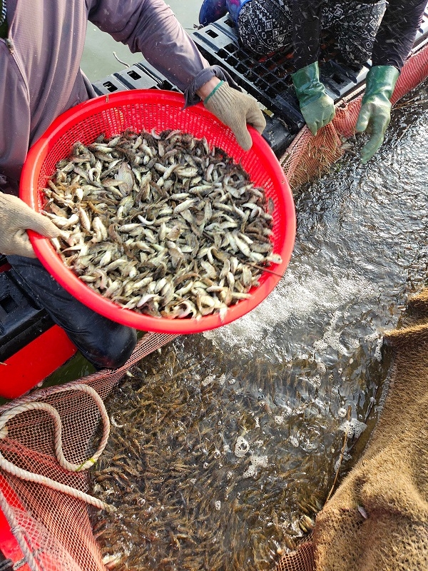 신안군, 고수온 선제 대응, 조피볼락 14만 마리 긴급 방류..'피해 최소화와 수산자원 증대 등 ‘일석이조’ 효과 기대' 3