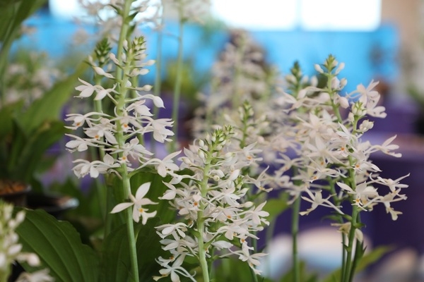 2025 여름새우란 전시회, 1004섬 분재정원에서 성황리에 완료..'전국 유일의 여름 난초 축제, 6일간 5,000여 명 방문' 3